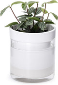 Phoenix Vine 4 Inch Self Watering Planter by Phoenix+Vine