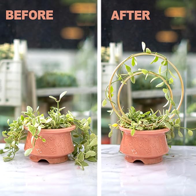 Hoya Trellis for Indoor Plants - Image 5