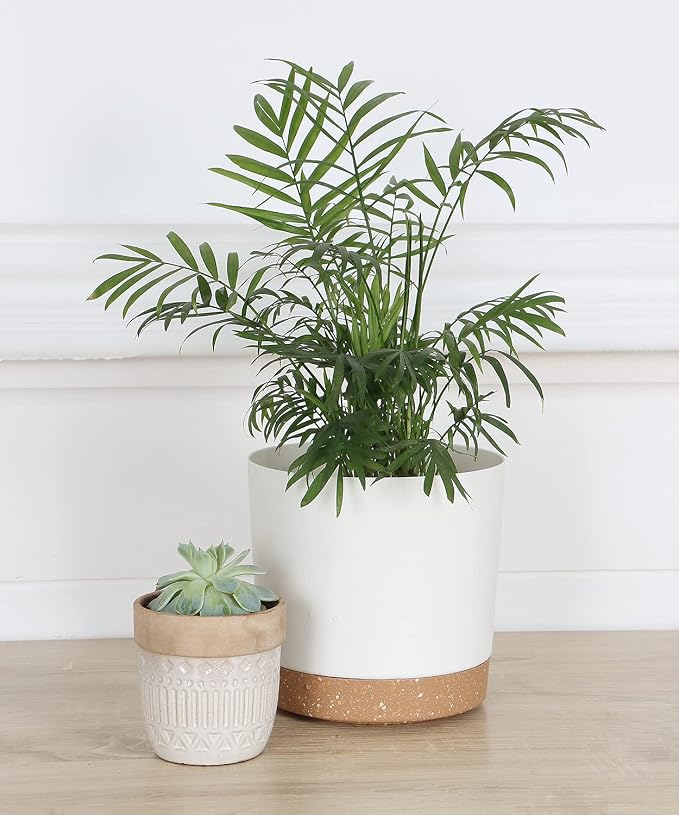 kubvici 2 Pack 8 Inch Planters for Indoor Plants, Plastic Flower Pots Plant - Image 7