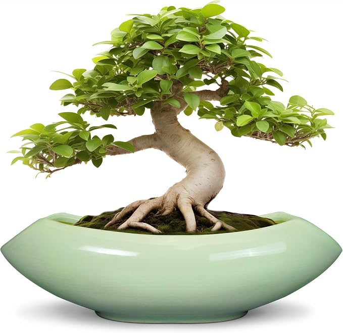 Ceramic Bonsai Pots by Teagas