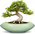 Ceramic Bonsai Pots by Teagas