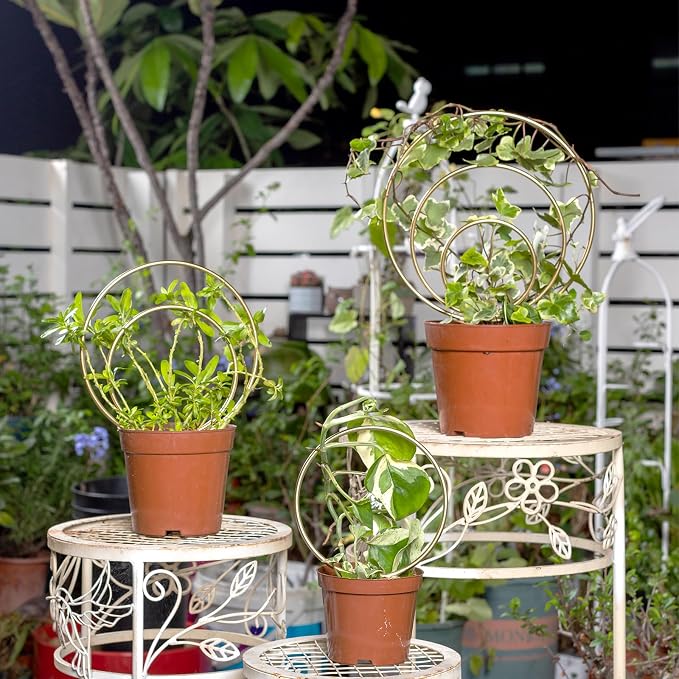 Mirthdino Hoya Trellis- Metal Plant Trellis Indoor 3-Pack - Image 2