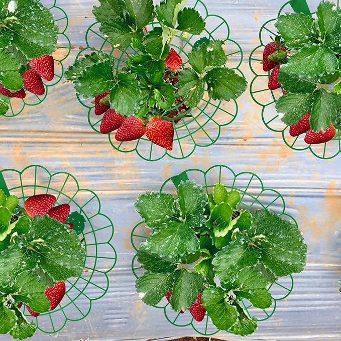 Iceyyyy 15 Pack Strawberry Plant Stand Supports-Strawberry Plant Support Stand - Image 5