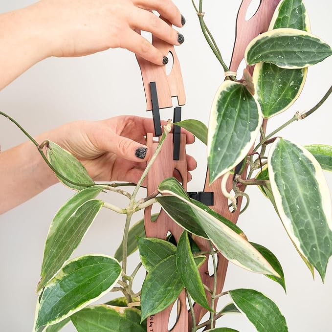 Treleaf Zella Regular Starter Kit – Wooden Extendable Plant Trellis - Image 4