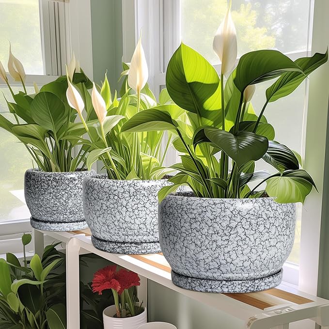 SQOWL Ceramic Planters - Image 6
