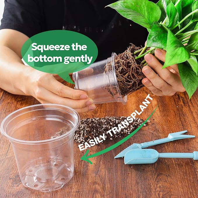 30 Packs 5 Inch Reinforced Clear Nursery Pots - Image 5