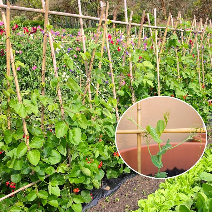 Plant Stakes, 4.8FT Longer Sturdy Natural Bamboo Garden Stakes, GAGINANG 20Pcs - Image 3